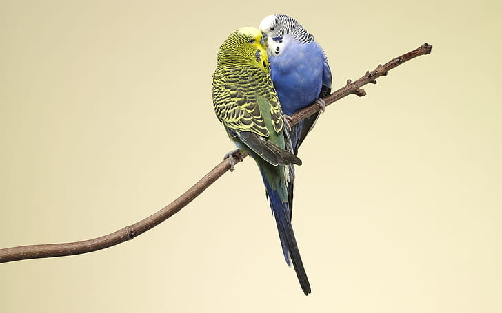 Two parrots, two parakeets, Two, Parrots, HD wallpaper