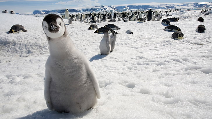 сиви пингвини, птици, император, пингвини, сняг, животни, бебета животни, HD тапет