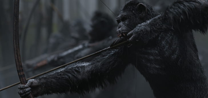 обезьяна, 4K, война за планету обезьян, HD обои