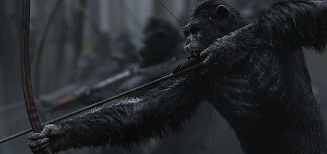 mono, 4K, Guerra por el planeta de los simios, Fondo de pantalla HD HD wallpaper