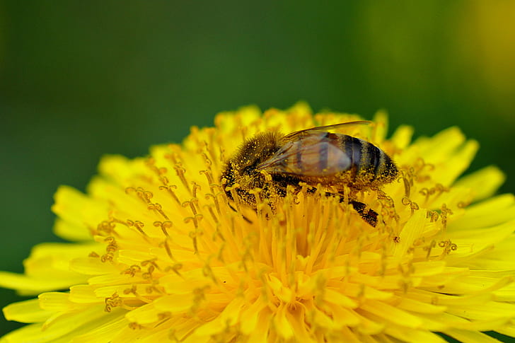 honey bee on yellow petaled flower, dandelion, dandelion, regular, dandelion, honey bee, yellow, flower, Blume, Makro, Natur, Sony Alpha 65, Tamron, f28, Tiere, Typ, insect, bee, nature, pollen, pollination, macro, close-up, summer, animal, plant, HD wallpaper