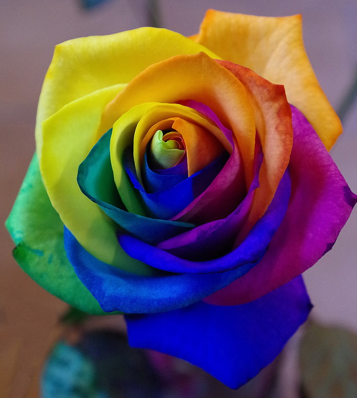 blue, pink, yellow, and green rose, rose, rainbow, bud, colorful, HD wallpaper