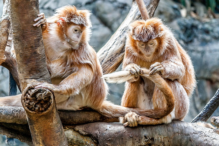 two brown monkeys, monkeys, couple, care, HD wallpaper