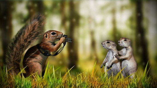 Funny Animals Squirrels, funny, animals, squirrels, HD wallpaper HD wallpaper