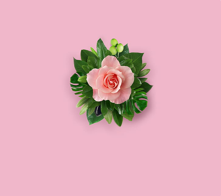 الوردي ، الزهرة الوردية ، الخلفية الوردية ، الزهور، خلفية HD