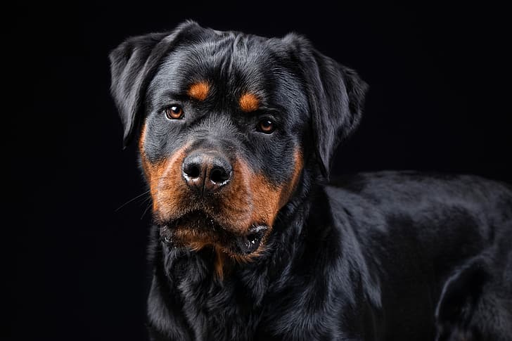 olhar, rosto, cachorro, Rottweiler, fundo preto, HD papel de parede