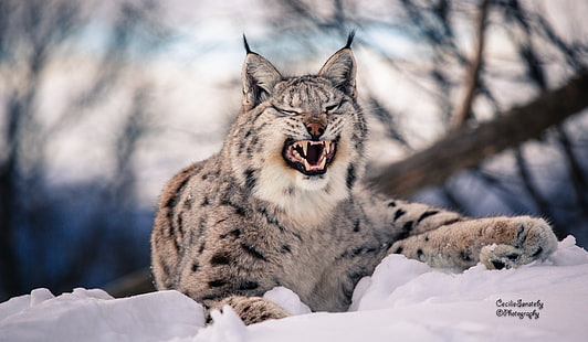 gray and black lynx, lynx, snow, predator, big cat, HD wallpaper HD wallpaper