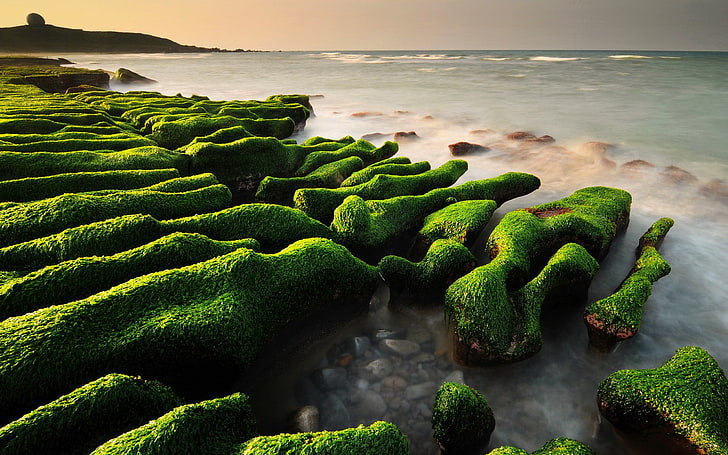 lukisan ikan hijau dan putih, pemandangan, alam, batu, lumut, laut, Wallpaper HD
