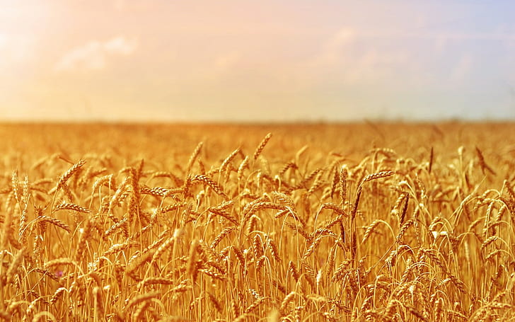 Ladang Gandum HD, alam, ladang, gandum, Wallpaper HD