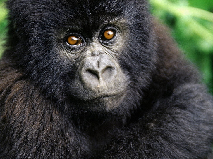 black chimpanzee, gorilla, baby, cub, hairy, HD wallpaper