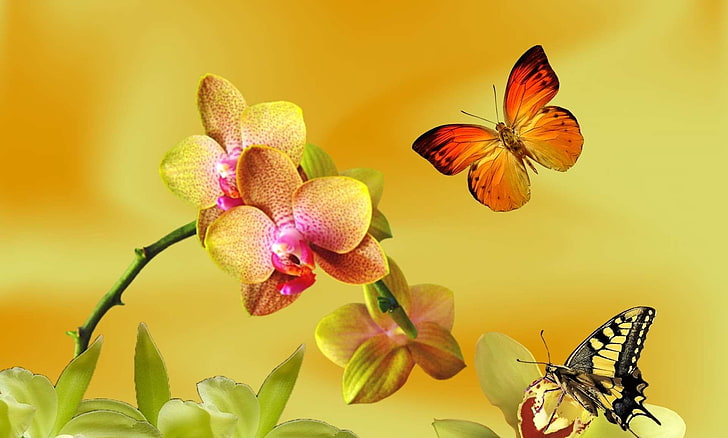 farfalle, fiori, fiori, giardino, natura, primavera, Sfondo HD