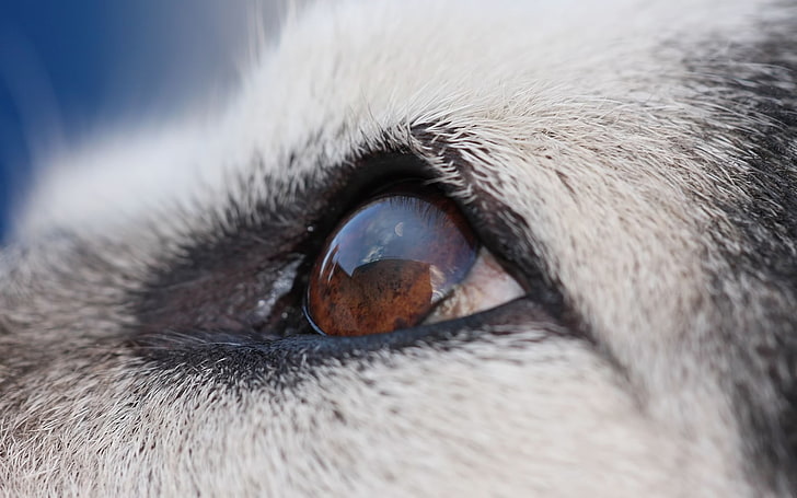kahverengi hayvan gözü, malamute, köpek, yüz, gözler, HD masaüstü duvar kağıdı
