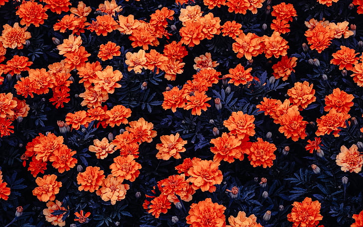 Orange blommor, Blomsträdgård, Kali Linux, Lager, HD, HD tapet