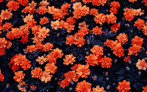 오렌지 꽃, 꽃밭, 칼리 리눅스, 스톡, HD, HD 배경 화면 HD wallpaper