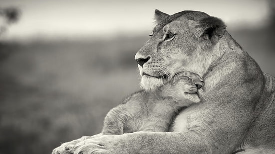 singa betina dengan anak, singa, hewan, bayi hewan, monokrom, kucing besar, Wallpaper HD HD wallpaper