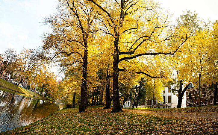 Желтые деревья - солнечный осенний полдень в Утрехте, коричневое и желтое дерево, Европа, Нидерланды, город, природа, осень, солнечное, деревья, фотография, полдень, утрехт, желтые деревья, HD обои