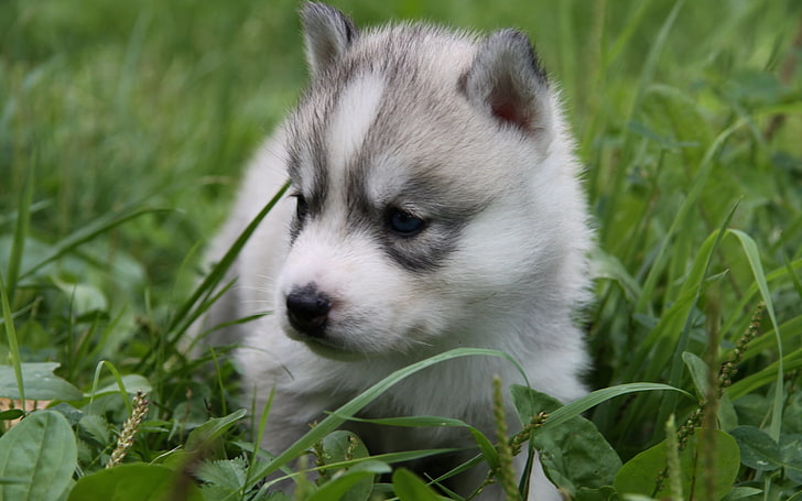 sable Siberian husky puppy, puppy, husky, grass, sit, HD wallpaper