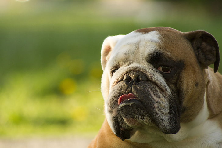 bulldog anglais adulte brun et blanc, chiens, visage, yeux, Fond d'écran HD