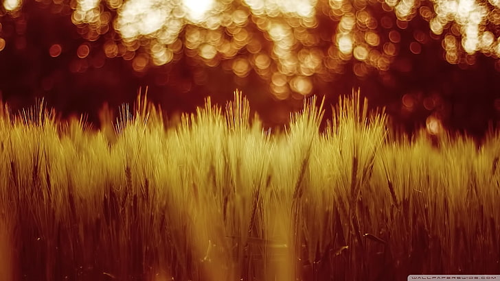 green grass, nature, blurred, wheat, plants, HD wallpaper