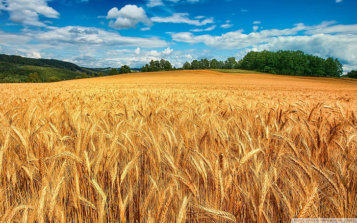 Golden Wheat Field 5 Wallpaper 2560 × 1600, HD-Hintergrundbild