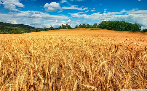 Golden Wheat Field 5 Wallpaper 2560×1600, HD wallpaper HD wallpaper