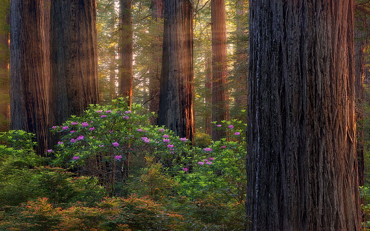 Skogar på South Oregon Purple Rhododendron Landscape Desktop Hd Bakgrundsbilder för mobiltelefoner och datorer 3840 × 2400, HD tapet