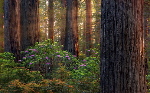 Forêts sur le sud de l'Oregon pourpre Rhododendron Paysage Desktop Hd Fonds d'écran pour téléphones mobiles et ordinateur 3840 × 2400, Fond d'écran HD HD wallpaper