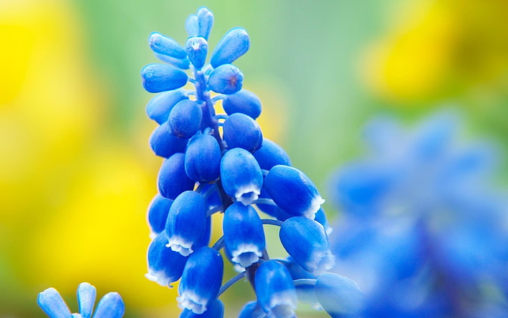 macro, fiori, muscari, fiori blu, Sfondo HD