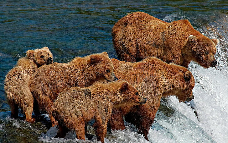 Lunch Time, brown bears, river, fishing, flow, five, family, animals, HD wallpaper