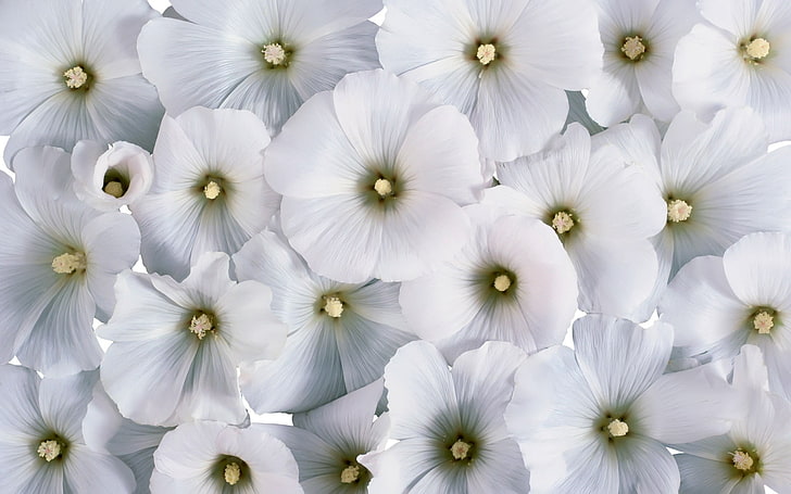 vita hollyhock blommor, blommor, pollen, små, vita, många, HD tapet