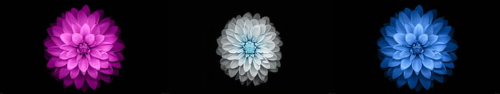 Blumentapete mit drei verschiedenen Farben, Blumen, schwarzer, einfacher Hintergrund, dreifacher Bildschirm, Mehrfachanzeige, HD-Hintergrundbild