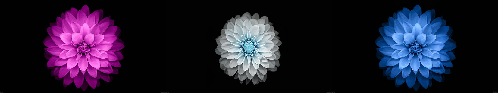 tre sfondi floreali a colori assortiti, fiori, nero, sfondo semplice, triplo schermo, display multiplo, Sfondo HD HD wallpaper