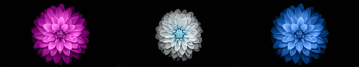 fiori, display multiplo, sfondo semplice, nero, schermo triplo, Sfondo HD