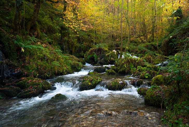 running of water surrounded by green leaved trees and plants during daytime, running, water, trees, plants, daytime, bosque, agua, cascada, verde, forest, beech, autumn, hiking, river, waterfall, nature, vegetation, atlantic, Paraiso, Paradise, Asturies, Parque natural de Redes, Piloña, Principado de Asturias, Rio, Spain, Paraíso, stream, tree, outdoors, landscape, scenics, flowing Water, rock - Object, beauty In Nature, leaf, freshness, HD wallpaper
