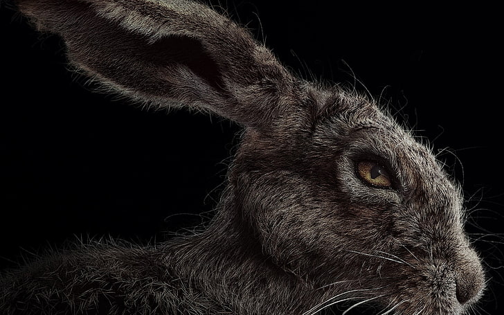The Witch 2016-affisch, grå kaninillustration, filmer, Hollywood-filmer, hollywood, 2016, HD tapet