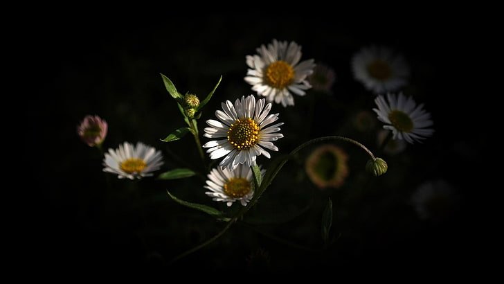 białe stokrotki, kwiaty, Tapety HD