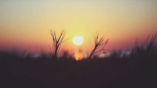 silueta de hierba, puesta de sol sobre la silueta de flowersr, naturaleza, macro, profundidad de campo, puesta de sol, sol, plantas, Fondo de pantalla HD HD wallpaper