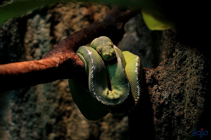 binatang, ular, Wallpaper HD