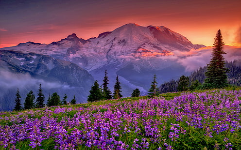 Sunset Mountain Flowers Rainier National Park Washington USA Bakgrund Widescreen Hd 1920 × 1200, HD tapet HD wallpaper