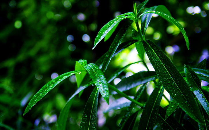 Зелено растение, листа, капка вода, мъниста, макро боке HD, природа, макро, зелено, вода, листа, листа, растение, боке, капка, мъниста, HD тапет
