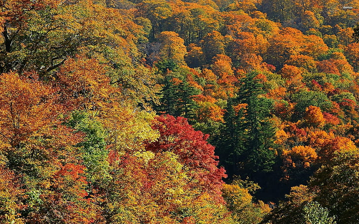 есен, есен, пейзаж, листа, листа, природа, дървета, HD тапет