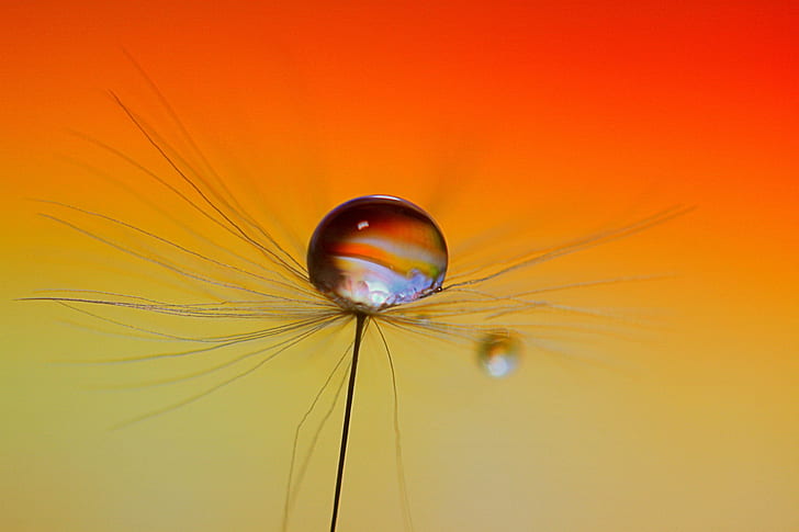 close up photography of a water droplet, SMALL, PLANETS, close up photography, water droplet, DANDELION, SEED, WATER  DROP, MACRO, SCOTLAND, PLANET, ORANGE, HSS, nature, HD wallpaper