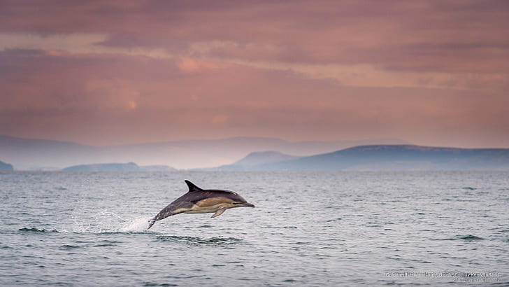 Delfino, Isole Blasket, Dingle, Contea di Kerry, Irlanda, Ocean Life, Sfondo HD