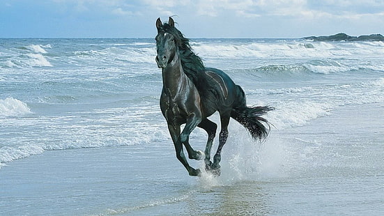 horse, beach, water, sky, sea, ocean, animals, HD wallpaper HD wallpaper