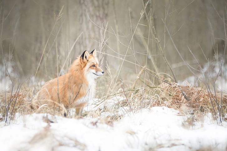 Winter, Natur, Schnee, Fuchs, Tiere, HD-Hintergrundbild