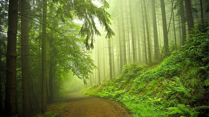 Path Trail Forest Trees Mist Fog HD, arbres de la forêt verte, nature, arbres, forêt, brouillard, brume, chemin, sentier, Fond d'écran HD