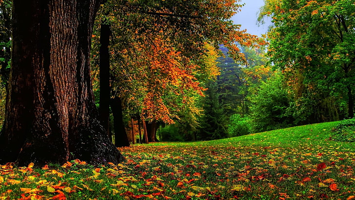 黄色、茶色、および緑の葉の木、昼間の緑の葉の木、自然、風景、木、葉、秋、枝、森林、野原、草、木、 HDデスクトップの壁紙