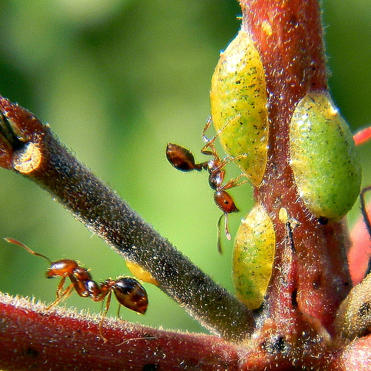 macro photography of two brown ants on tree branch, Herding, Scale Insects, macro photography, brown, tree branch, ant, shepherd, scale  insects, honeydew, Hemiptera, Coccoidea, Formicidae, Myrmecology, Florida, Frenchman's Forest Natural Area, Palm Beach County, Nikon  Coolpix, insect, nature, close-up, macro, HD wallpaper