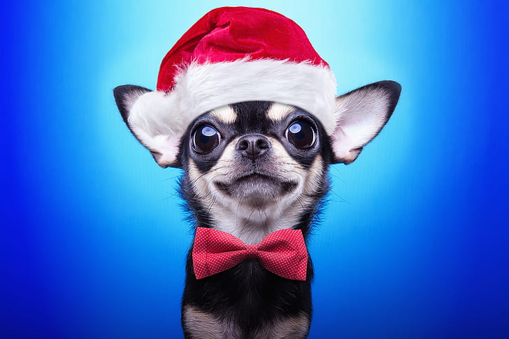 köpek, Yılbaşı, Noel, 2018, Mutlu Noeller, Xmas, komik, sevimli, dekorasyon, Noel Baba şapkası, Sembol 2018, HD masaüstü duvar kağıdı