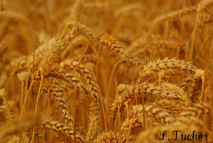 brown wheat plants, Wheat Field, Newton-St-Loe, plants, Newton  St  Loe, Bath, Twerton, Wheat  Field, Field  Corn, Saturated, Orange  Red  Yellow, Aperture, Lane, Lanes, Sony, A200, Camera, Pic, Photo, Graph, Photograph, Views, View, Focal, Manual, agriculture, wheat, nature, crop, cereal Plant, food, rural Scene, gold Colored, yellow, farm, field, ripe, growth, seed, summer, harvesting, barley, plant, HD wallpaper